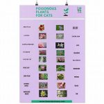 Allergy-free Flowers For Cats