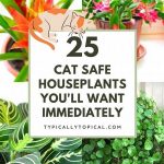 Cat-safe Houseplants And Flowers