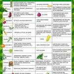 Family-friendly Flower Planting Guide