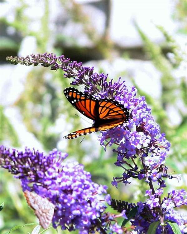Flowers That Attract Butterflies
