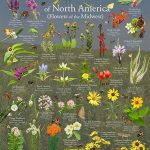 Wildflower Diversity Across Regions