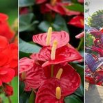 All-season Indoor Flower Setups