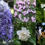 Best Flowers For Fragrance