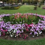 Best Flowers For Year-round Appeal