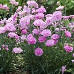 “best Smelling Garden Blooms”