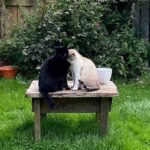 Cat-friendly Backyard Environment Tips