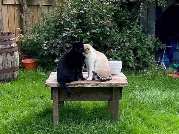 Cat-friendly Backyard Environment Tips