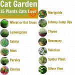 Cat-friendly Home Gardening Tips