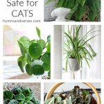 Cat-safe Decorative Plants