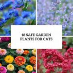 Cat-safe Garden Plant Choices