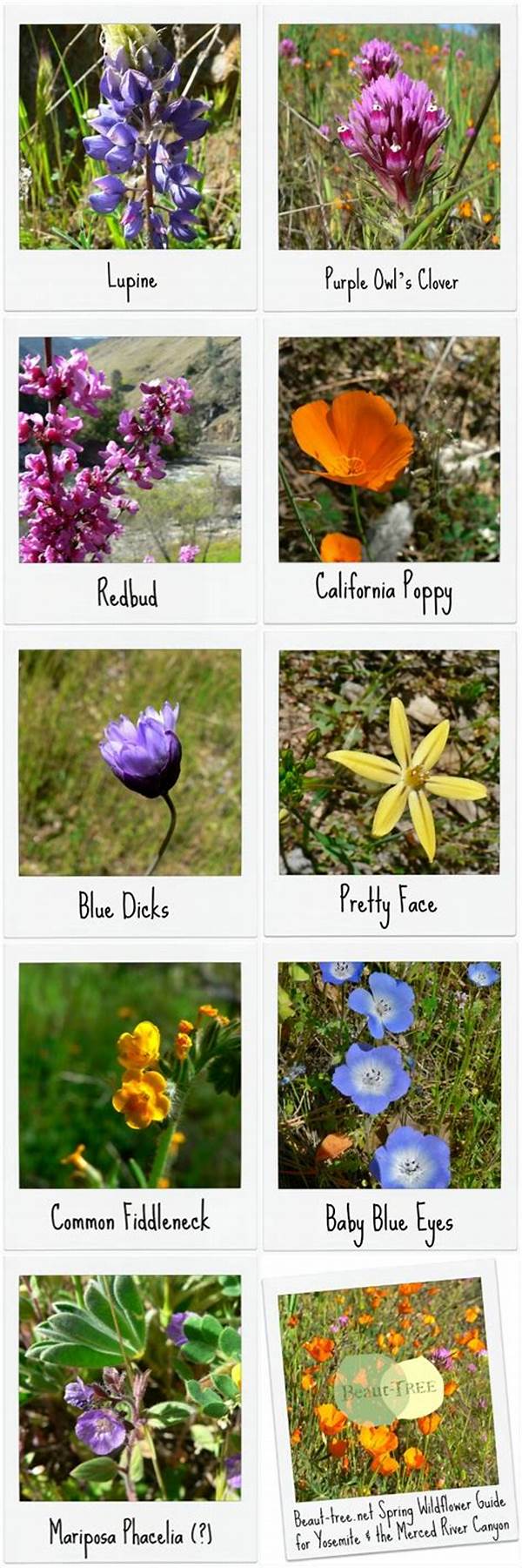Comprehensive Wildflower Field Identification Guide