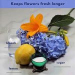 Cooling Solutions For Cut Flowers
