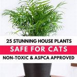 Decorative Plants Safe For Felines