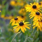 Drought-tolerant Native Garden Flowers