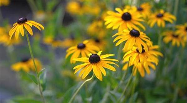 Drought-tolerant Native Garden Flowers