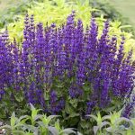 Drought-tolerant Perennial Flowers