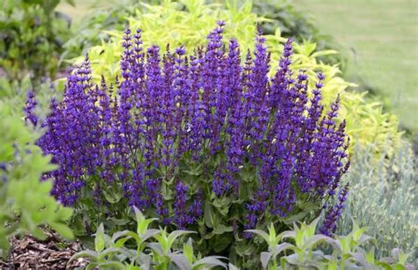 Drought-tolerant Perennial Flowers