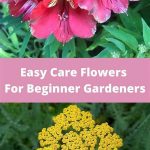Easy-care Flowers For Beginners