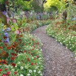Easy-care Garden Perennials