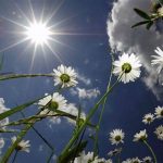 Efficient Sunlight For Plant Blossoms
