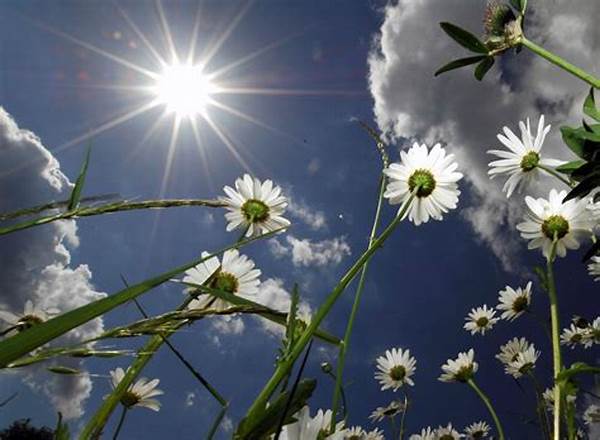 Efficient Sunlight For Plant Blossoms