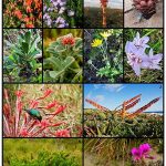 Endemic Flowers In Local Regions
