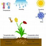 Environmental Factors Impacting Flower Longevity