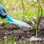 Fertilizing Tips For Seasonal Flowers