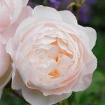 Fragrance-rich Garden Flower Choices