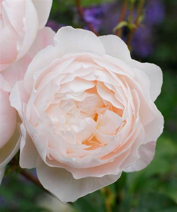 Fragrance-rich Garden Flower Choices