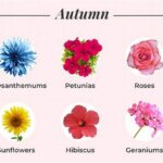Guide To Seasonal Flower Nourishment