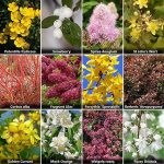 Hardy Flowers For Year-round Color