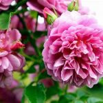 Highly Fragrant Floral Species