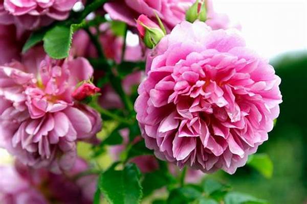 Highly Fragrant Floral Species