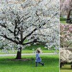 Ideal Climate Conditions For Blossoms