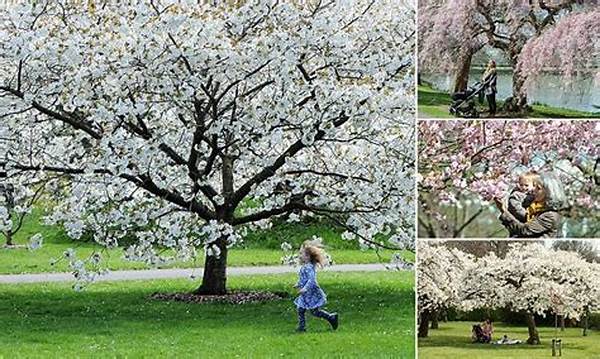 Ideal Climate Conditions For Blossoms