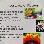 Importance Of Flower Care Education