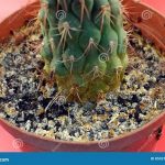 Improper Watering Of Bouquets
