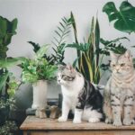 Indoor Greenery Safe For Felines