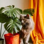 Indoor Plants Safe For Feline Friends