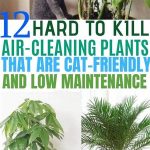 Indoor Plants Safe For Felines