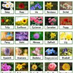 Kid-approved Flower Varieties List