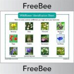 Learning Wildflower Features And Identification