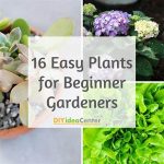 Low-effort Plants For Beginners