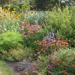 Low-maintenance Native Garden Flowers