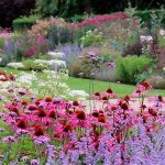 Native Wildflowers For Backyard Gardens