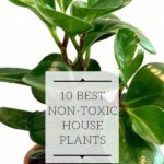 Non-toxic Plants For Household Pets