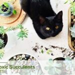 “non-toxic Succulents For Pets”