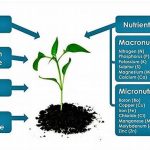 Nutrients For Extended Flower Life