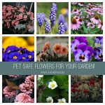 Outdoor Flowers Safe For Cats